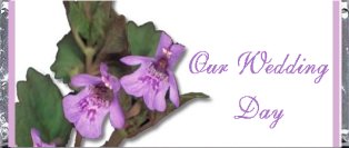 orchidfrt.jpg (10695 bytes)